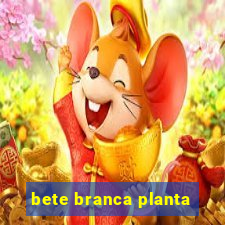 bete branca planta