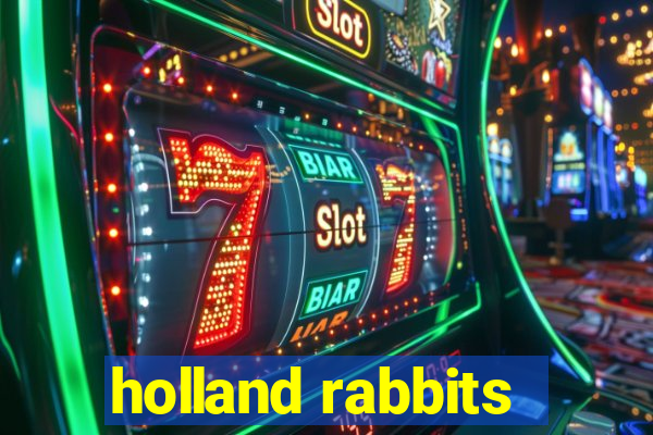 holland rabbits