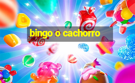 bingo o cachorro